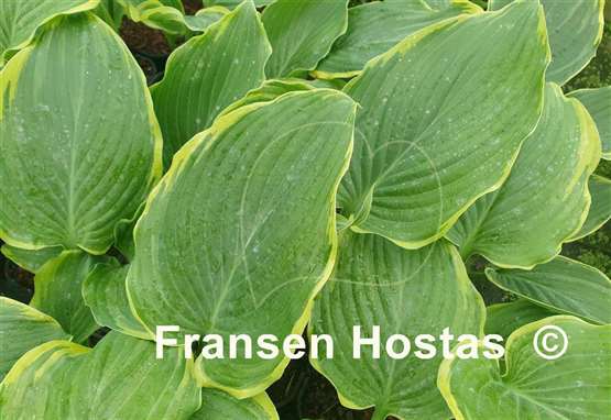 Hosta Don't Stop Believin